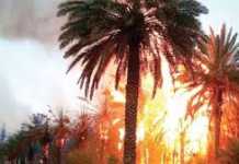 palmiers dattiers ravagés par les flammes