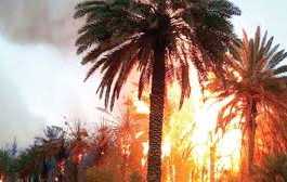 palmiers dattiers ravagés par les flammes
