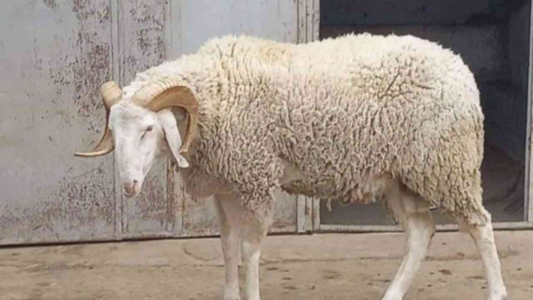 aid-adha-2021-algerie-prix-mouton-juge-trop-cher