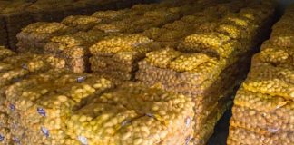 pomme-de_terre_algerie