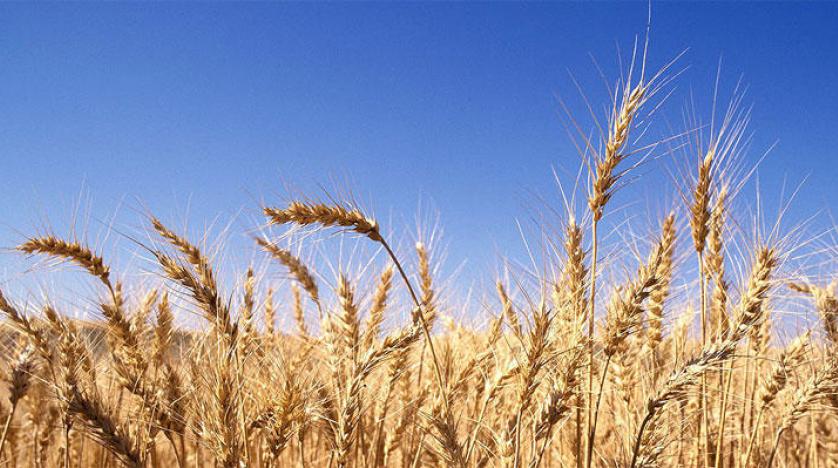production de blé