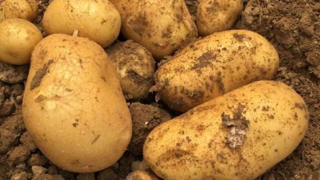 pomme-terre-algerie-raisons-hausse