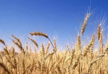 culture du blé
