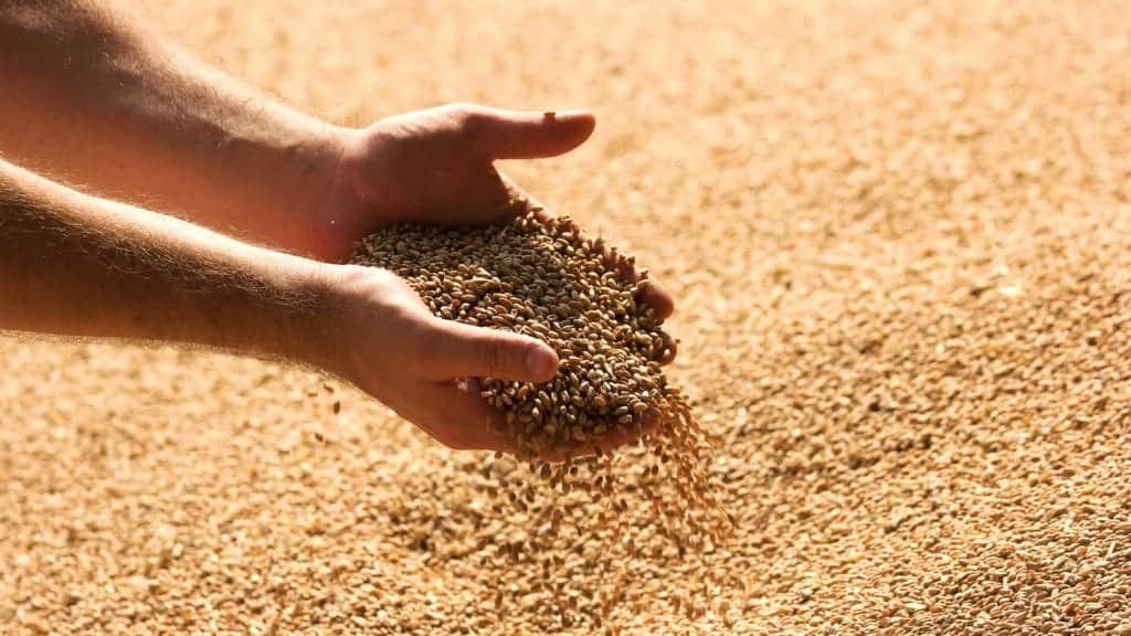 Cereales-ble-gain-©-adobe.stock_.com_-1024x576