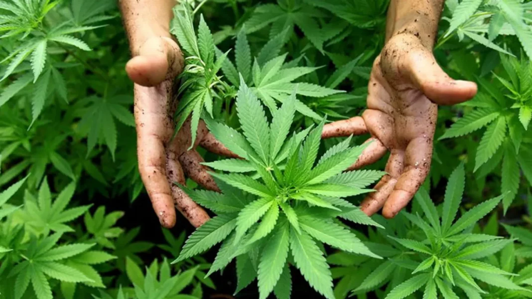 cannabis cannabis