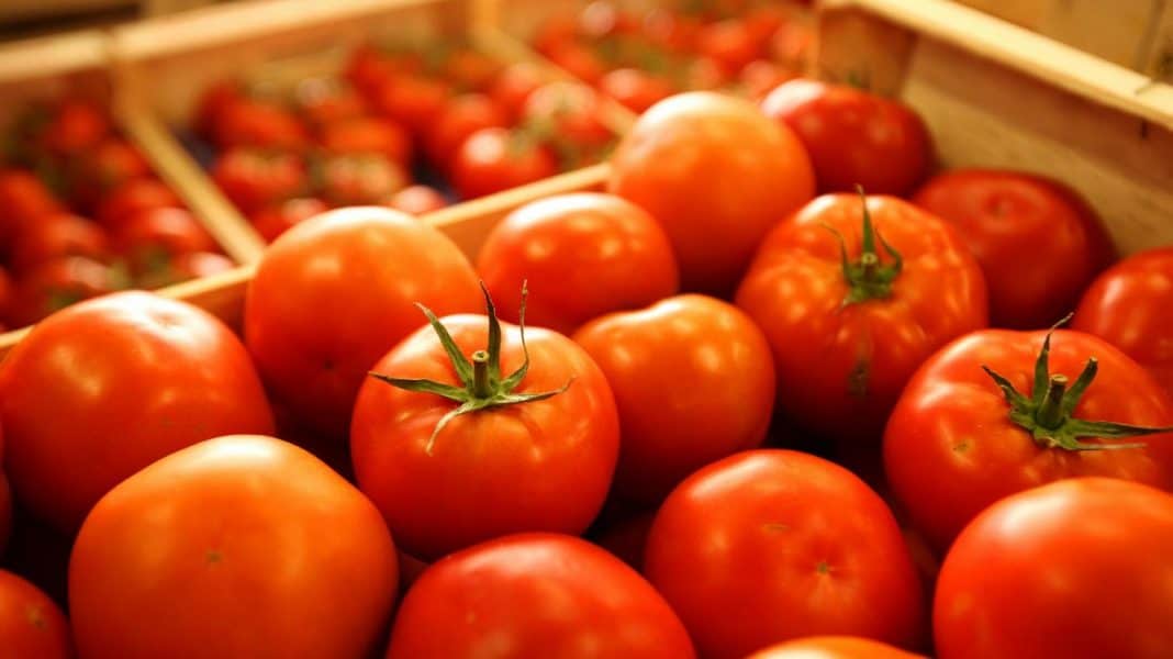 tomate