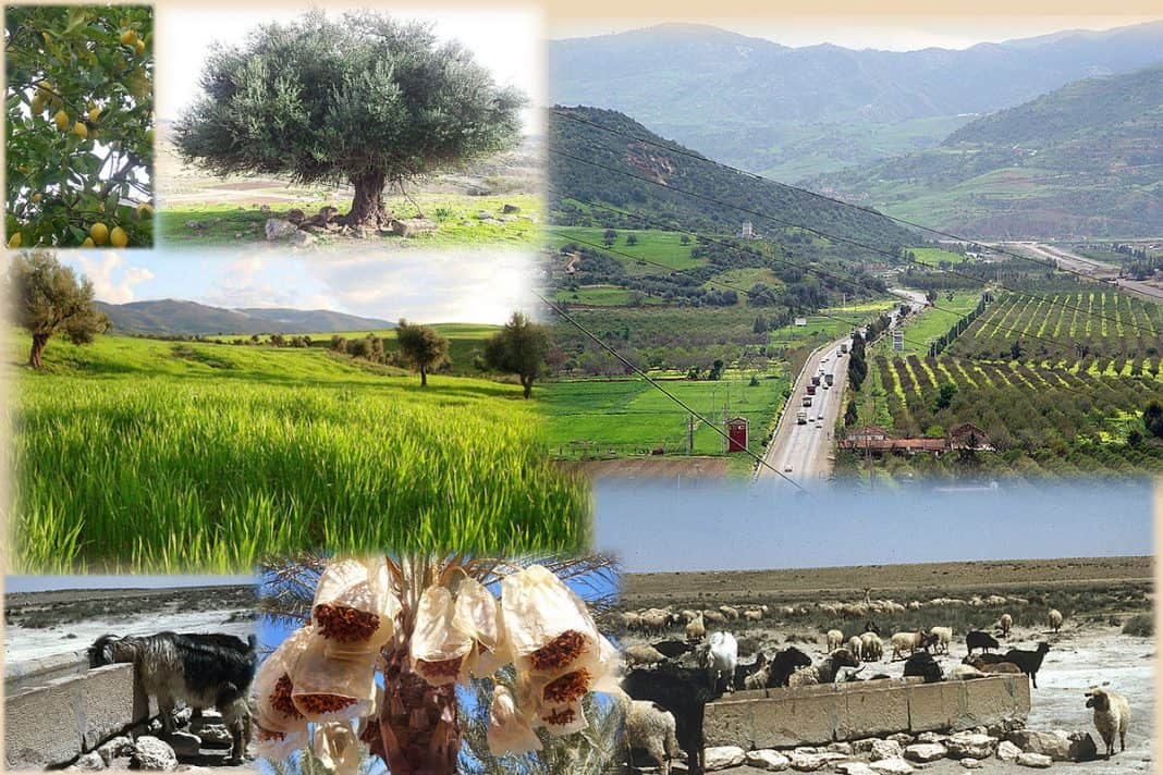Productions_agricoles_Algérie
