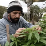 Le Maroc inaugure sa première usine de cannabis pour les industries alimentaires et médicales