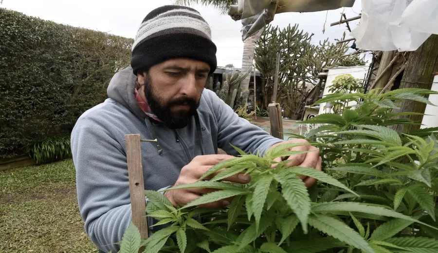 Le Maroc inaugure sa première usine de cannabis pour les industries alimentaires et médicales