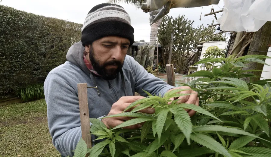 Le Maroc inaugure sa première usine de cannabis pour les industries alimentaires et médicales Le Maroc inaugure sa première usine de cannabis pour les industries alimentaires et médicales