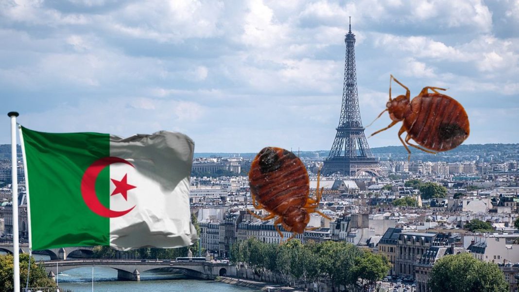 L'Algérie Prend des Mesures Draconiennes pour Éviter l'Invasion de Punaises de Lit en Provenance de France L'Algérie Prend des Mesures Draconiennes pour Éviter l'Invasion de Punaises de Lit en Provenance de France