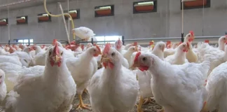 L'Algérie lance deux appels d'offres pour l'approvisionnement de 90 000 tonnes d'aliments pour bétail et de volaille