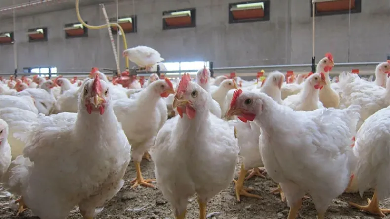 L'Algérie lance deux appels d'offres pour l'approvisionnement de 90 000 tonnes d'aliments pour bétail et de volaille
