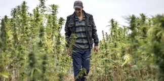 Le Maroc exporte sa première récolte légale de cannabis indien