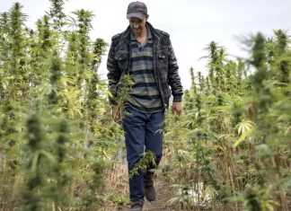 Le Maroc exporte sa première récolte légale de cannabis indien
