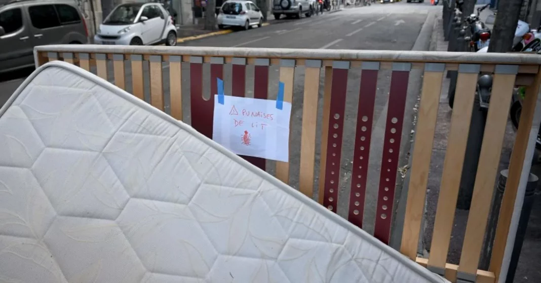 Les punaises de lit en France une infestation généralisée Les punaises de lit en France : une infestation généralisée