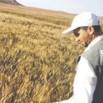 Révolution Agricole en Algérie : Le Blé Résistant à la Sécheresse Redéfinit la Souveraineté Alimentaire