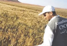 Révolution Agricole en Algérie : Le Blé Résistant à la Sécheresse Redéfinit la Souveraineté Alimentaire