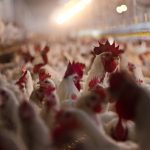 Crise Avicole en Algérie : Le Poulet Face à la Flambée des Prix du Soja et du Maïs