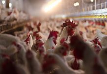 Crise Avicole en Algérie : Le Poulet Face à la Flambée des Prix du Soja et du Maïs