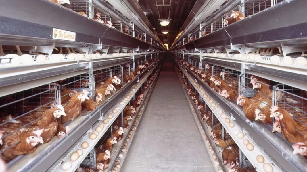 Crise du Poulet en Algérie L'Aviculture au Bord du Gouffre Crise du Poulet en Algérie : L'Aviculture au Bord du Gouffre