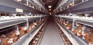 Crise du Poulet en Algérie : L'Aviculture au Bord du Gouffre