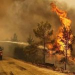 El Tarf : La Régénération des Forêts Dévastées par les Incendies, un Élan d'Espoir