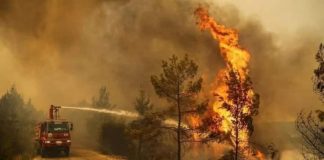 El Tarf : La Régénération des Forêts Dévastées par les Incendies, un Élan d'Espoir
