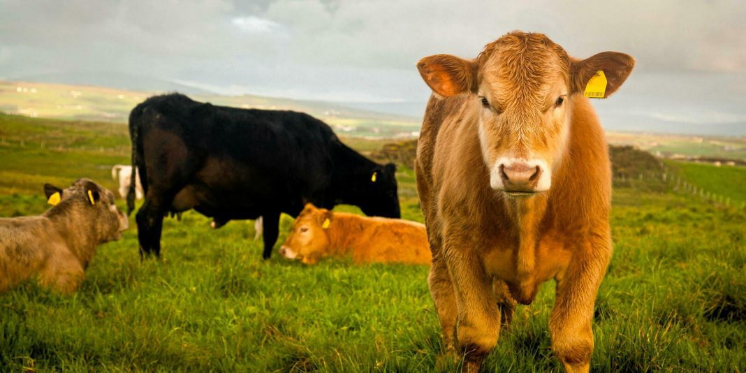 L'Algérie se Tourne vers l'Irlande pour Nourrir son Avenir Le Bœuf Irlandais entre en Scène L'Algérie se Tourne vers l'Irlande pour Nourrir son Avenir : Le Bœuf Irlandais entre en Scène