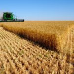 L'Algérie se Tourne vers le Blé Russe : Un Nouveau Cap dans les Relations Agricoles