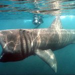 Le Requin Pèlerin de la Baie de Bou Ismaïl : Entre Appréhension et Biodiversité Marine
