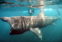Le Requin Pèlerin de la Baie de Bou Ismaïl : Entre Appréhension et Biodiversité Marine