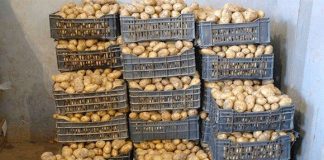 Pommes de Terre en Abondance : L'Algérie se Prépare à Stabiliser les Prix