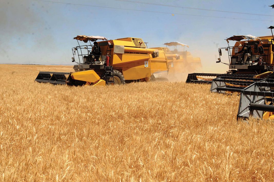 Semences Céréalières en Algérie Une Réussite Économique et Stratégique Semences Céréalières en Algérie : Une Réussite Économique et Stratégique