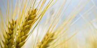Blé français vs. Blé russe : La bataille féroce pour l'Algérie et au-delà