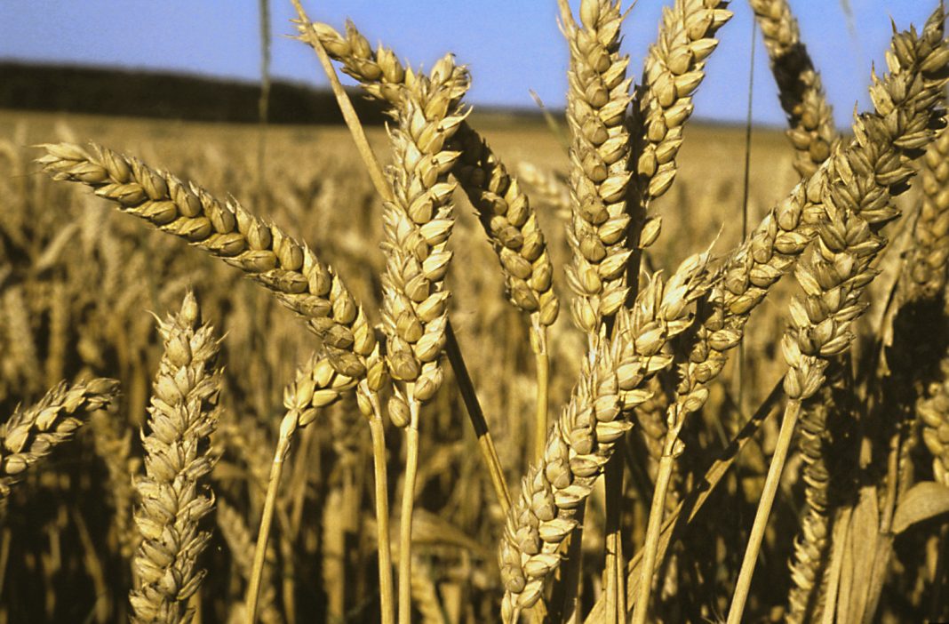 Crise des Semences en Algérie Les Agriculteurs dans l'Impasse Crise des Semences en Algérie : Les Agriculteurs dans l'Impasse