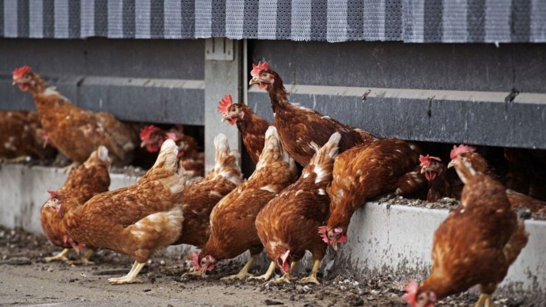 Grippe Aviaire La France Relève le Niveau de Risque à Élevé Face à la Multiplication des Foyers Grippe Aviaire : La France Relève le Niveau de Risque à "Élevé" Face à la Multiplication des Foyers