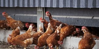 Grippe Aviaire : La France Relève le Niveau de Risque à "Élevé" Face à la Multiplication des Foyers