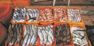 L'Algérie face à la Disparition du Poisson : Quand le Bien-Être Devient un Luxe