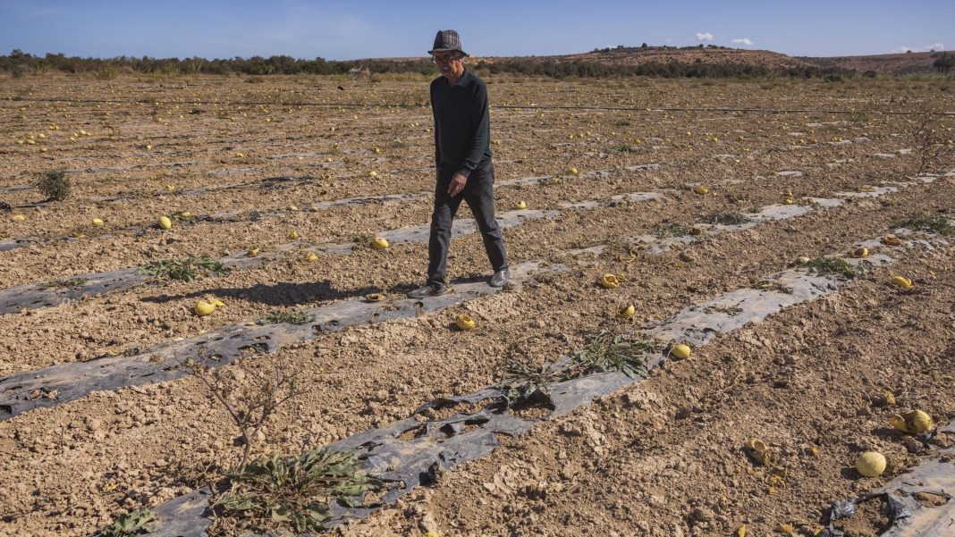 Maroc en Crise La Sécheresse Met en Péril le Modèle Agricole Maroc en Crise : La Sécheresse Met en Péril le Modèle Agricole