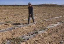 Maroc en Crise : La Sécheresse Met en Péril le Modèle Agricole