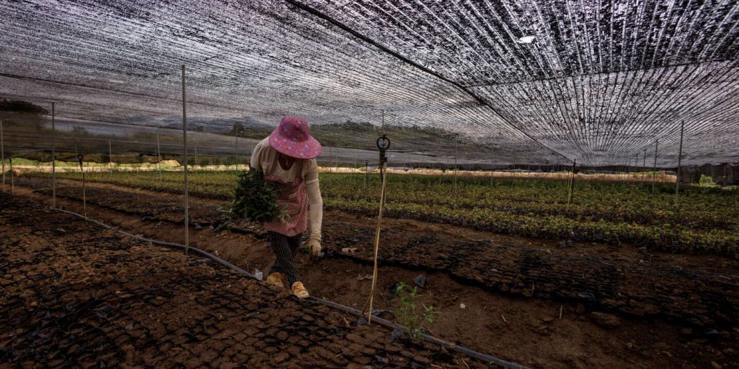 Vers l'Autosuffisance Agricole en Deux Ans : Le Défi de l'Algérie Vers l'Autosuffisance Agricole en Deux Ans : Le Défi de l'Algérie