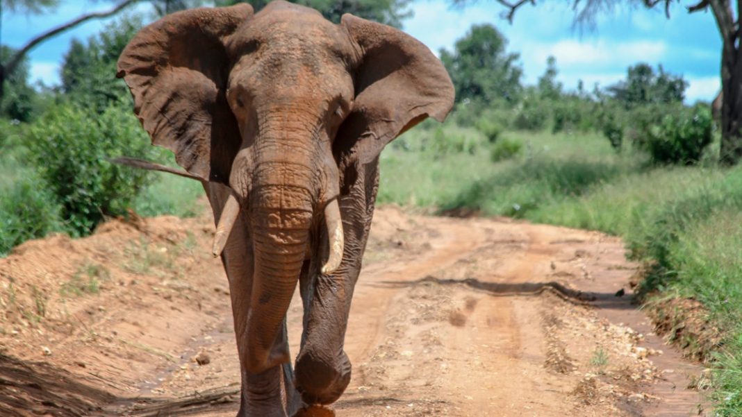 l'Éléphant Ahmed La Coexistence Tumultueuse entre Nature et Humanité en Côte d'Ivoire l'Éléphant Ahmed: La Coexistence Tumultueuse entre Nature et Humanité en Côte d'Ivoire