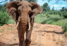 l'Éléphant Ahmed: La Coexistence Tumultueuse entre Nature et Humanité en Côte d'Ivoire