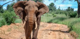 l'Éléphant Ahmed: La Coexistence Tumultueuse entre Nature et Humanité en Côte d'Ivoire