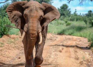 l’Éléphant Ahmed: La Coexistence Tumultueuse entre Nature et Humanité en Côte d’Ivoire l'Éléphant Ahmed: La Coexistence Tumultueuse entre Nature et Humanité en Côte d'Ivoire