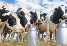 Désertification Laitière au Maroc : Un Modèle Agricole en Péril Désertification Laitière au Maroc : Un Modèle Agricole en Péril