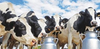 Désertification Laitière au Maroc : Un Modèle Agricole en Péril