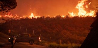 Feux de Forêt en Algérie : Des Lois Draconiennes pour Protéger le Patrimoine Forestier