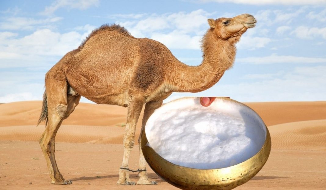 La Révolution du Fromage L'Algérie Brille avec son Premier Fromage Pressé de Lait de Chamelle ! La Révolution du Fromage : L'Algérie Brille avec son Premier Fromage Pressé de Lait de Chamelle !